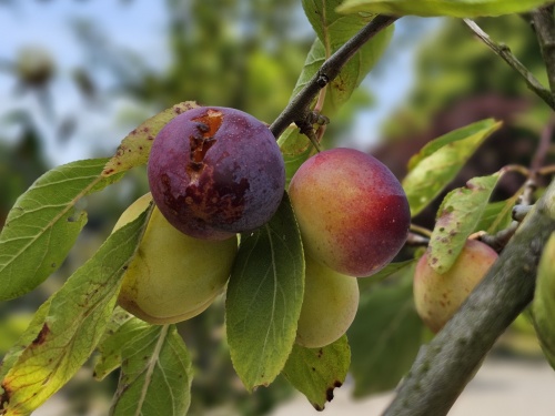 Pruim 'Reine Claude d'Oullins' - Prunus domestica 'Reine Claude d'Oullins'