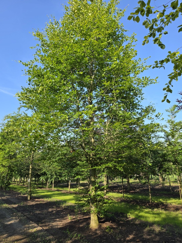 Groene Beuk