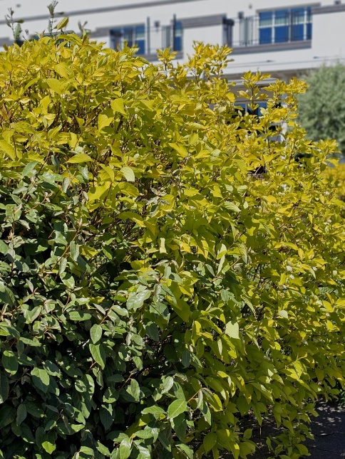 Witte Kornoelje 'Aurea' mei