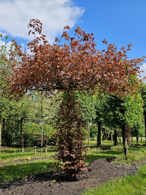 rood bladige dakbeuk in mei