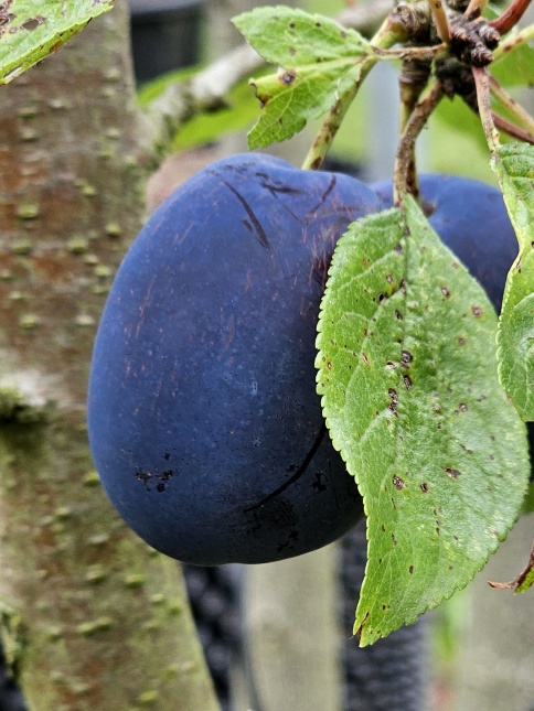 Prunus RC d'Althan