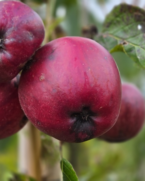 Appel 'Gala' -