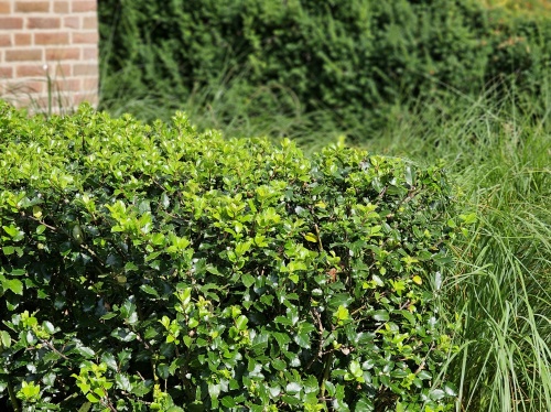 Blauwe hulst - Ilex meserveae 'Blue Prince'