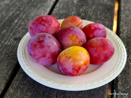 Prunus 'Victoria' is één van de meeste favoriete zoete pruimen in Nederland.