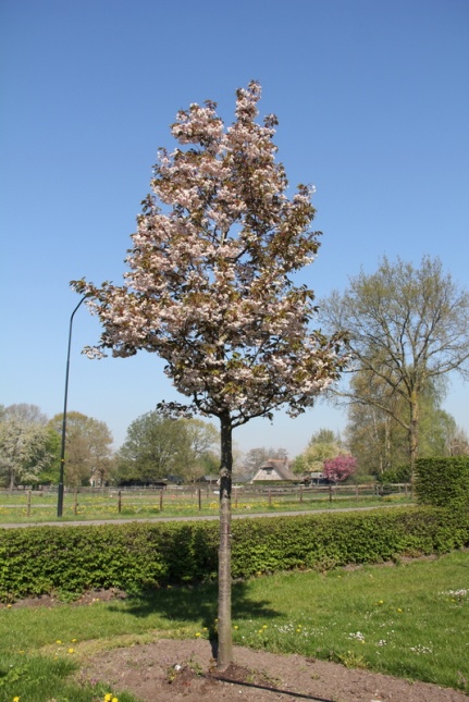 Prunus fugenzo bloem