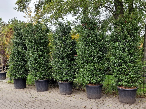 Ilex meservae 'Blue Maid' 80-100 in C10