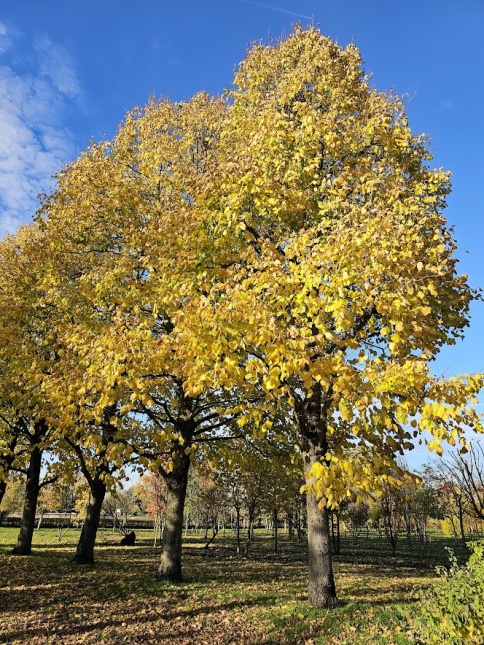 Tilia americana 'Nova' herfst