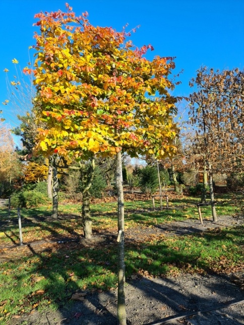 Parrotia persica met meerjarig leischerm in november