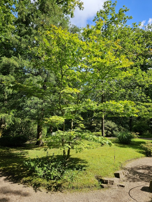 De groenbladige Japanse Esdoorn in een Japanse Tuin.
