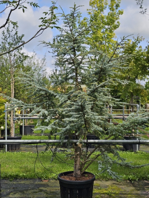 Langzaam groeiende cederboom met blauwe naalden (Silberspitz)