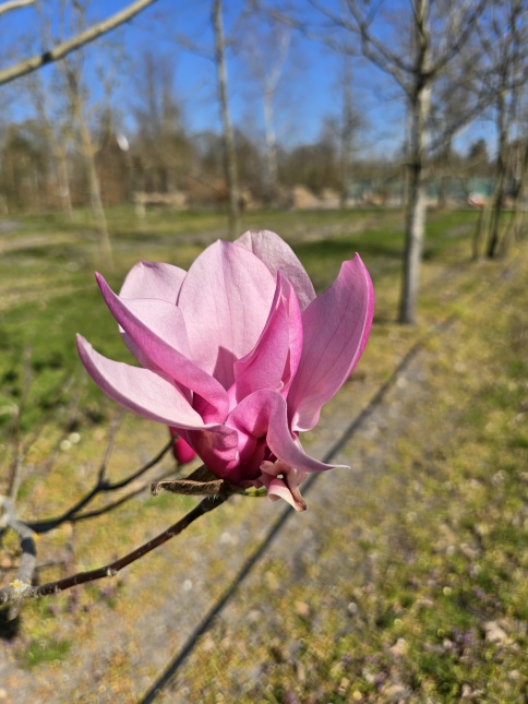 Magnolia 'Spectrum', meerstam in bloei