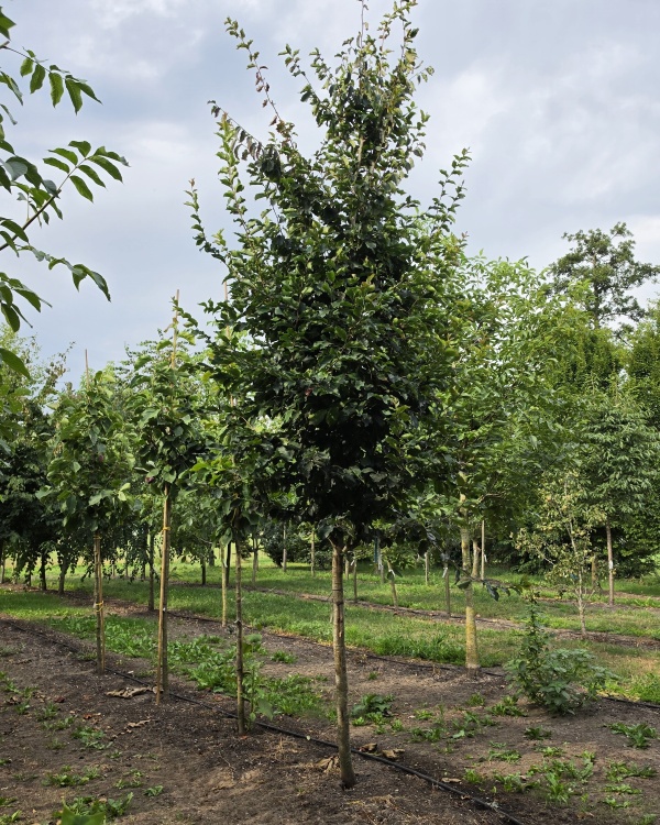Perzisch IJzerhout
