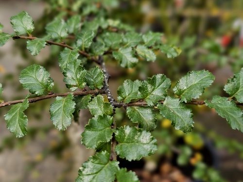 Nothofagus solitair meerstam grillig