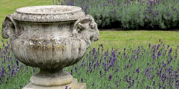Het snoeien van de lavendel, hoe en wanneer doe je dit?