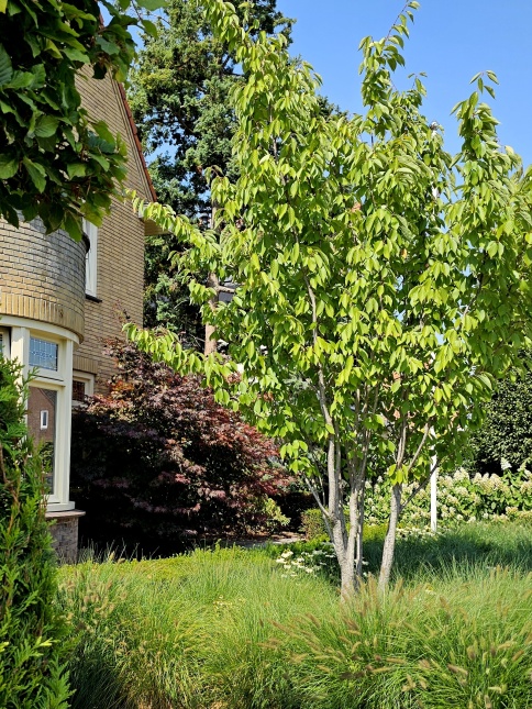 Prunus serrulata als meerstammige kleine boom in een voortuin. Augustus 2025