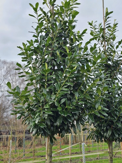 Prunus laur. 'Novita' hoogstam