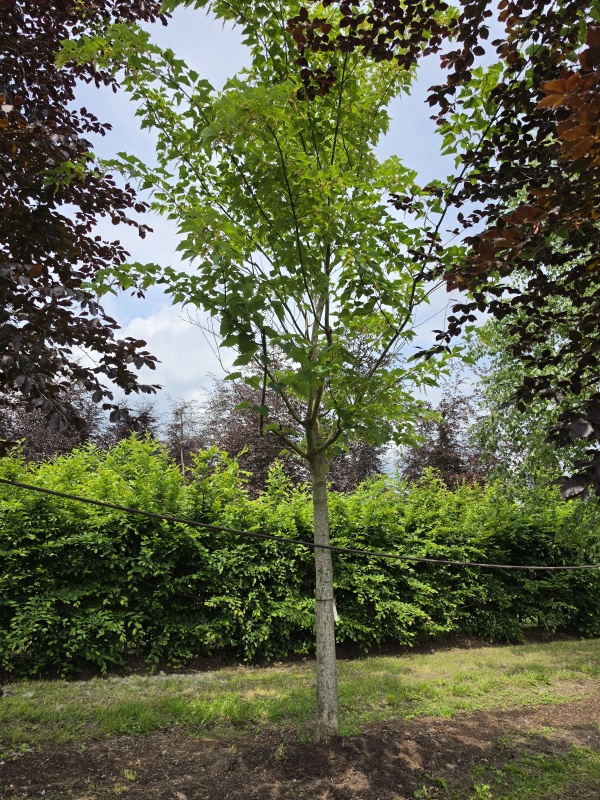 Streepjesbast esdoorn