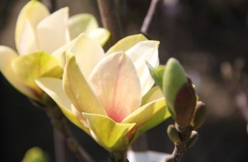 Magnolia Sunsation is een smalgroeiende, bloeiende struik