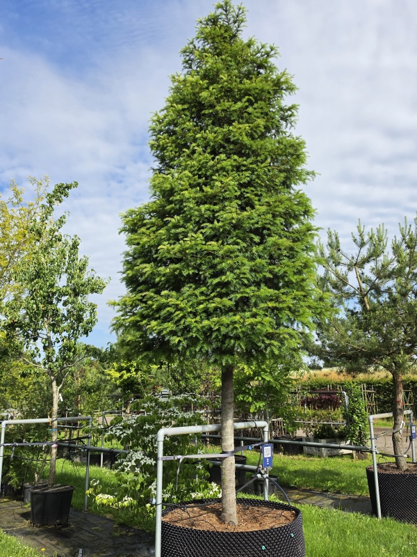 Venijnboom (Taxus)