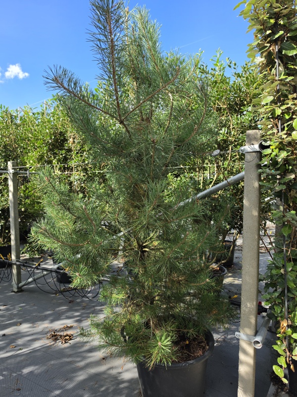 Strauchförmige heimische Waldkiefer
