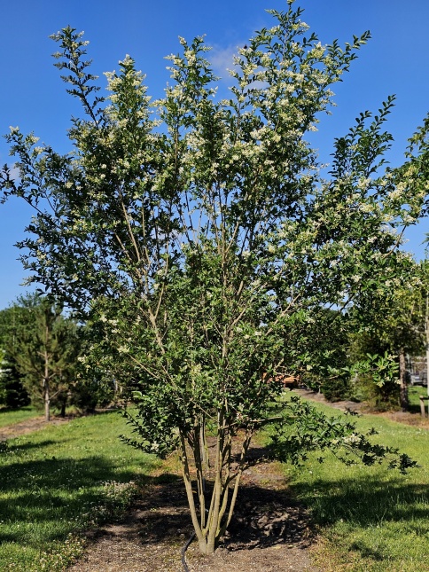Ligustrum Ovalifolium als solitairstruik in december blad