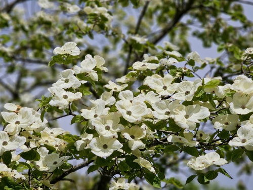 Cornus ‘Eddie’s White Wonder’