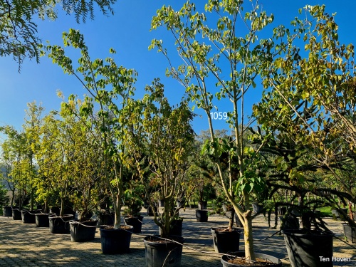 Idesia polycarpa - oranjekers