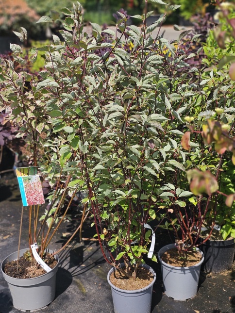 Kornoelje 'Kesselringii' - Cornus alba 'Kesselringii'