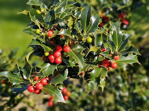 Scherpe Hulst 'Alaska' - Ilex aquifolium 'Alaska'