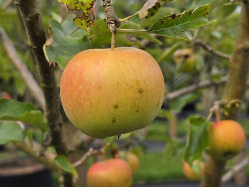 Malus 'Jonagold'