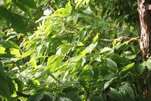 Acer triflorum, driebloemige esdoorn
