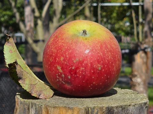Malus 'Jonagold'