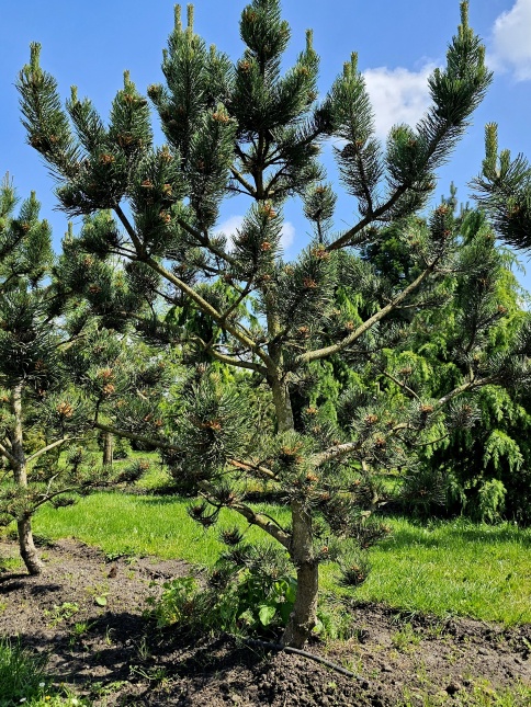 Oostenrijkse den 'Oregon Green' met exclusieve status