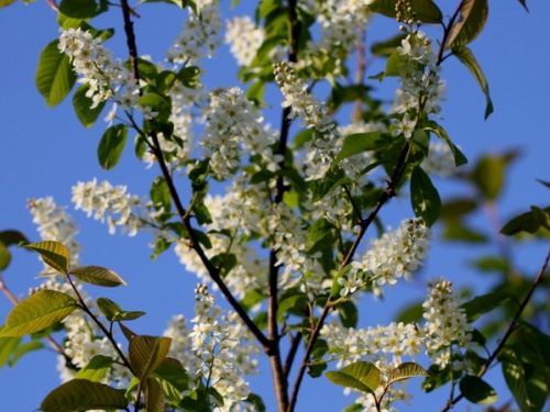 Europese vogelkers - Prunus padus
