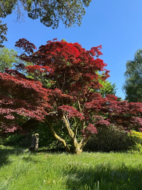 Japanse esdoorn 'Atropurpureum' mei 2025 Lake District GB  veterane boom