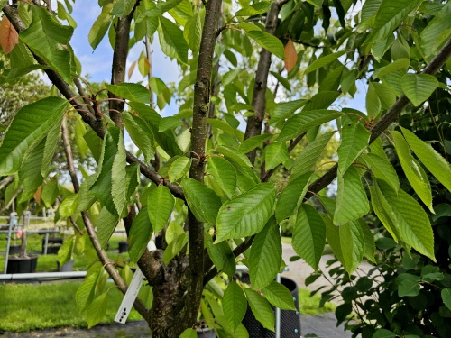 Prunus avium Sunburst blad in juli