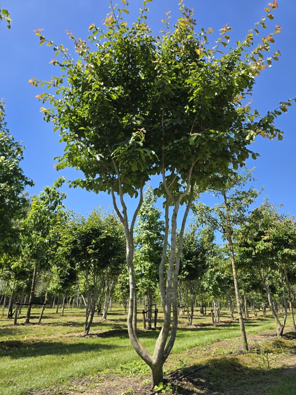 Perzisch ijzerhout