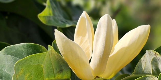 De Magnolia (Beverboom): Welke soort past bij uw tuin?