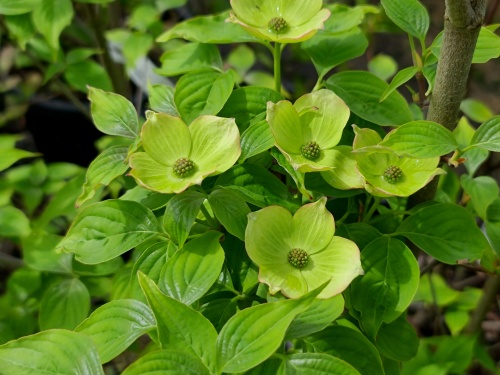 Cornus x rutban 'Aurora'