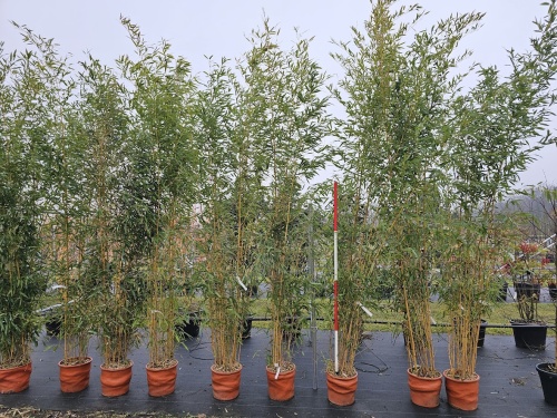 Gouden Bamboe - Phyllostachys aureosulcata 'Aureocaulis'