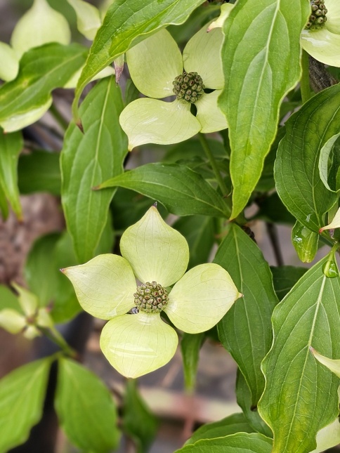 Cornus kousa 'Bultinck's Giant Flower' bloei in mei