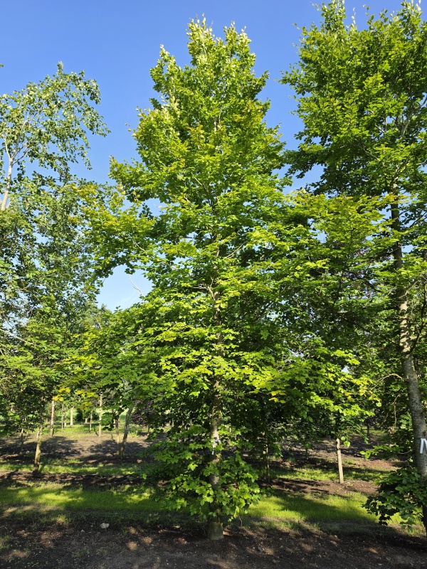 Groene Beuk