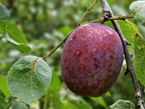 Pruim 'Hauszwetsche' - Prunus domestica 'Hauszwetsche'