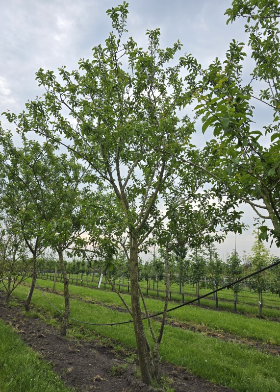 Reine Claude Verte groene pruim