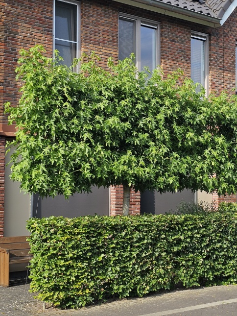 Amberboom 'Worplesdon', leivorm juni