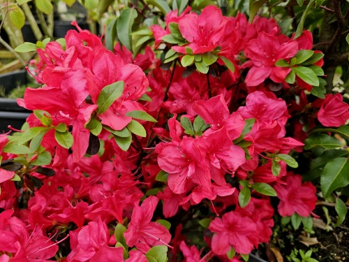Japanse azalea ''Moederkensdag'