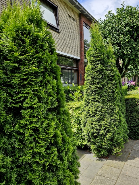 Thuja occidentalis 'Smaragd'