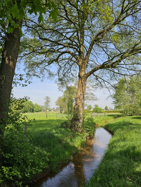 Alnus Glutinosa bij beekje april 2024