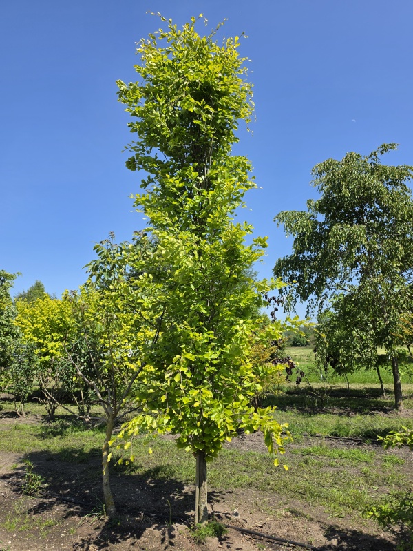 Goudbladige zuilbeuk