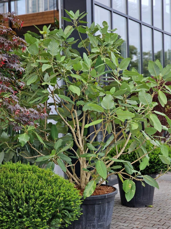 Magnolia 'Sargentiana'